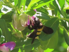 Xylocopa caffra