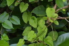 Calystegia tuguriorum