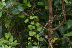 Calystegia tuguriorum