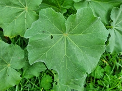 Malva arborea