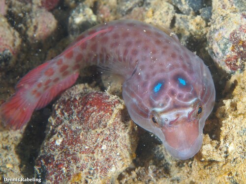 Lepadogaster purpurea (Bonnaterre, 1788)