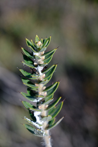 Hakea ruscifolia, photograph 5