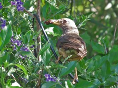 Turdus olivaceus olivaceus