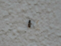 Macchiademus diplopterus