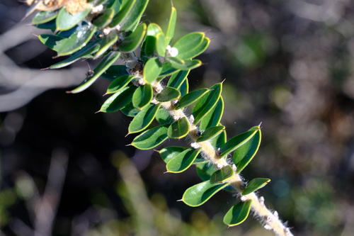 Hakea ruscifolia, photograph 6