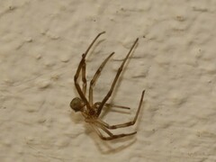 Latrodectus geometricus