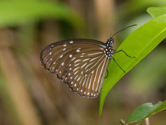 Euploea mulciber mulciber