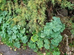Malva arborea