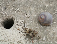 Neverita duplicata