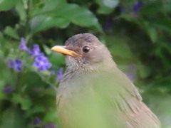 Turdus olivaceus olivaceus