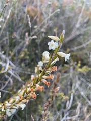 Epacris obtusifolia
