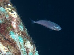 Trachurus