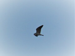 Elanus caeruleus caeruleus