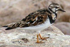 Arenaria interpres interpres