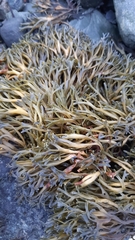 Pelvetia canaliculata