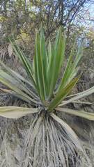 Furcraea andina