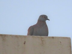 Columba guinea phaeonota