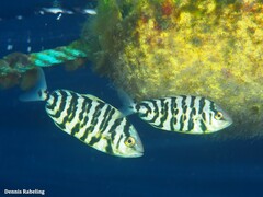 Seriola