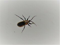 Ectrichodia crux