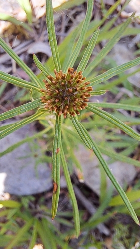 Euchiton sphaericus