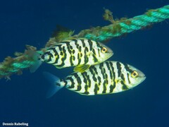 Seriola
