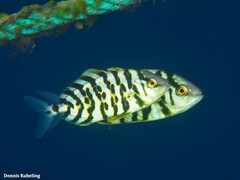 Seriola