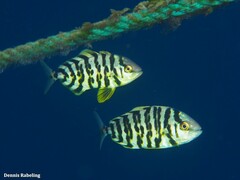 Seriola