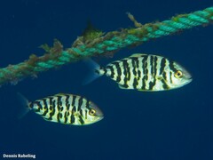 Seriola