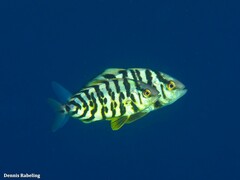 Seriola
