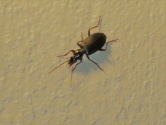 Platyninae
