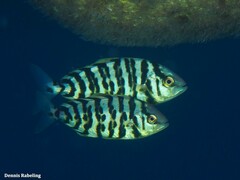 Seriola