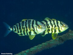 Seriola