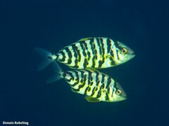 Seriola