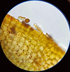 Physcomitrium immersum