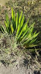 Furcraea