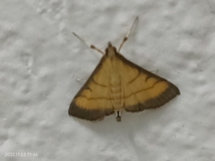 Cnaphalocrocis medinalis