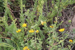 Rayjacksonia phyllocephala