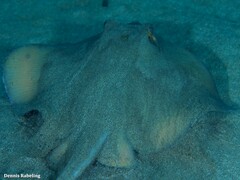 Dasyatis tortonesei