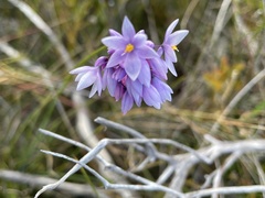 Sowerbaea juncea