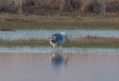 Larus argentatus mongolicus