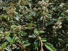 Pomaderris prunifolia