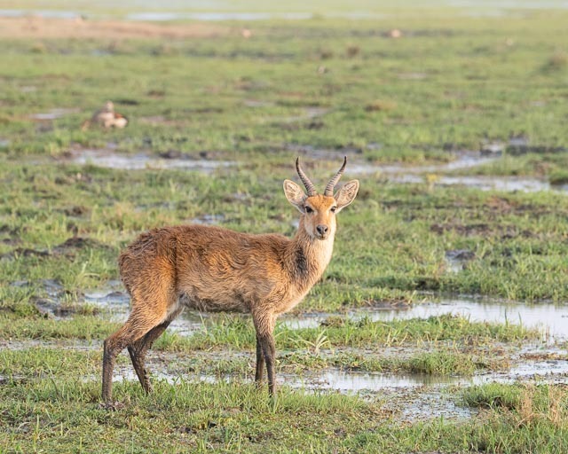 Redunca redunca, Entonet, Loitoktok District, Rift Valley, Kenya, by anneowen2000