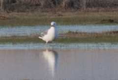 Larus argentatus mongolicus