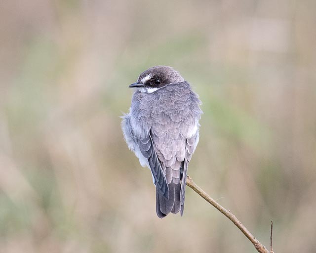 Redunca redunca, Entonet, Loitoktok District, Rift Valley, Kenya, by anneowen2000