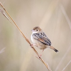 Cisticola