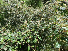 Pomaderris prunifolia