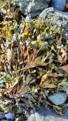 Fucus spiralis