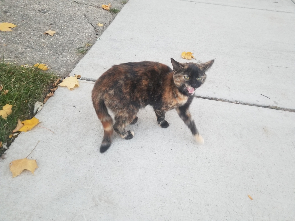 Domestic Cat from Lafayette, IN, USA on October 16, 2022 at 0700 PM by