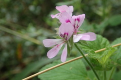 Pelargonium vitifolium