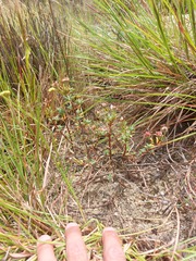 Lampranthus leptaleon